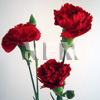 red carnation